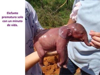 Elefante 
prematuro solo 
con un minuto 
de vida. 
 