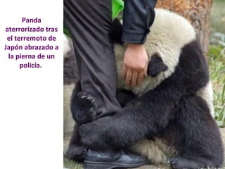 Panda 
aterrorizado tras 
el terremoto de 
Japón abrazado a 
la pierna de un 
policía. 
 