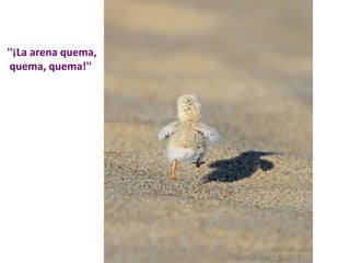 ''¡La arena quema, 
quema, quema!'' 
 