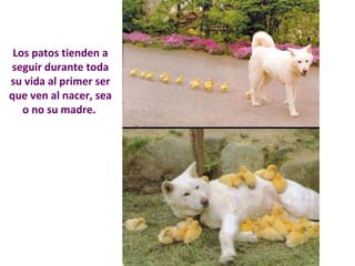 Los patos tienden a 
seguir durante toda 
su vida al primer ser 
que ven al nacer, sea 
o no su madre. 
 