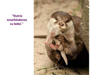 ''Nutria 
enseñándonos 
su bebé.'' 
 