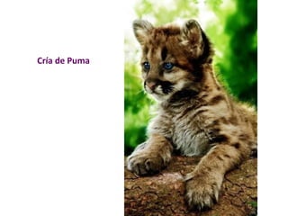 Cría de Puma 
 