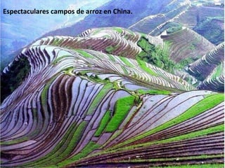 Espectaculares campos de arroz en China. 
 