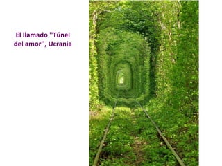 El llamado ''Túnel 
del amor'', Ucrania 
 