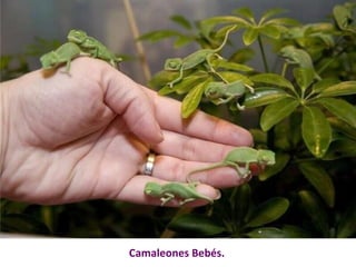 Camaleones Bebés. 
 