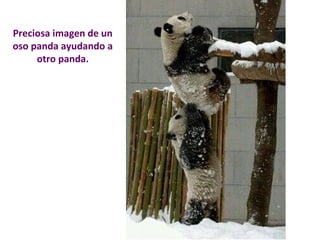 Preciosa imagen de un 
oso panda ayudando a 
otro panda. 
 