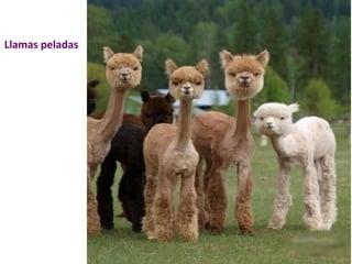 Llamas peladas 
 