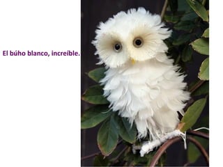 El búho blanco, increíble. 
 