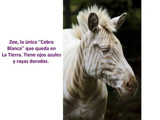Zoe, la única ''Cebra 
Blanca'' que queda en 
La Tierra. Tiene ojos azules 
y rayas doradas. 
 