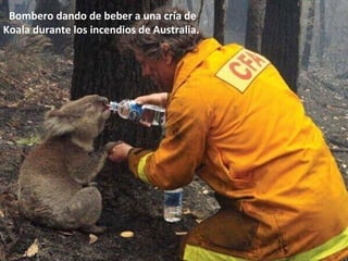 Bombero dando de beber a una cría de 
Koala durante los incendios de Australia. 
 