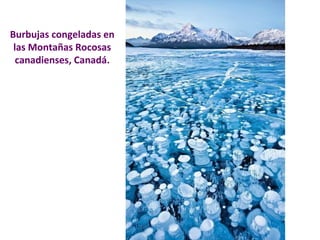 Burbujas congeladas en 
las Montañas Rocosas 
canadienses, Canadá. 
 