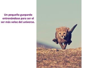 Un pequeño guepardo 
entrenándose para ser el 
ser más veloz del universo. 
 