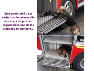 Este perro salvó a sus 
cachorros de un incendio 
en casa, y los puso en 
seguridad en uno de los 
camiones de bomberos. 
 