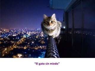 “El gato sin miedo'' 
 