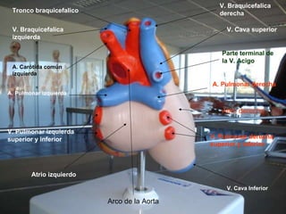 V. Cava Inferior Parte terminal de la V. Acigo A. Pulmonar derecha V. Pulmonar derecha superior y inferior Atrio derecho V. Pulmonar izquierda superior y inferior A. Pulmonar izquierda Atrio izquierdo Tronco braquicefalico Arco de la Aorta A. Carótida común izquierda V. Cava superior V. Braquicefalica derecha V. Braquicefalica izquierda 