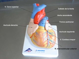 Aurícula izquierda Aurícula derecha Callado de la Aorta Aorta ascendente Tronco pulmonar V. Cardiaca mayor R. Interventricular anterior V. Cava superior 