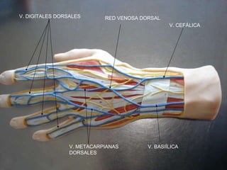 V. CEFÁLICA V. BASIÍLICA V. DIGITALES DORSALES RED VENOSA DORSAL V. METACARPIANAS DORSALES 