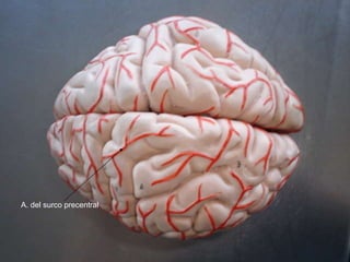 A. del surco precentral 