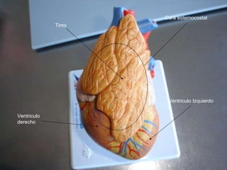 Timo Ventriculo derecho Ventriculo Izquierdo Cara esternocostal 