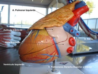 V. Pulmonares Derecha Superior e Inferior A. Pulmonar Izquierda A. Aorta Aurícula Izquierda Atrio Izquierdo Ventrículo Izquierdo 