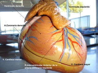 V. Cardiaca menor V. Cardiaca mayor R.Interventricular Anterior de la arteria coronaria izquierda Ventrículo derecho Ventrículo izquierdo A.Coronaria derecha 