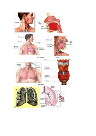 Imagenes sistema respiratorio