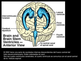 El SNC tiene una serie de cavidades internas descendientes del hueco central del
tubo neural embrionario. Están coloreadas en azul.
Son los cuatro ventrículos cerebrales; el cuarto ventrículo se comunica con el canal central
de la médula espinal.
 