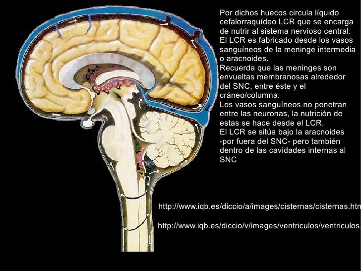 CISTERNAS CEREBRALES DOWNLOAD CISTERNAS CEREBRALES DOWNLOAD