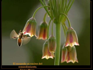 El recuerdo es vecino del remordimiento. Víctor Hugo   