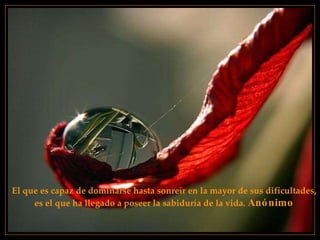 El que es capaz de dominarse hasta sonreír en la mayor de sus dificultades,  es el que ha llegado a poseer la sabiduría de la vida.   Anónimo 