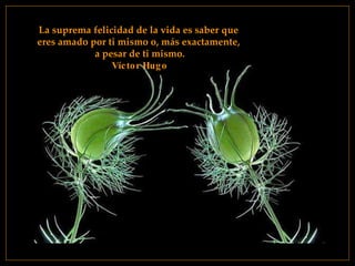 La suprema felicidad de la vida es saber que  eres amado por ti mismo o, más exactamente,  a pesar de ti mismo. Víctor Hugo 