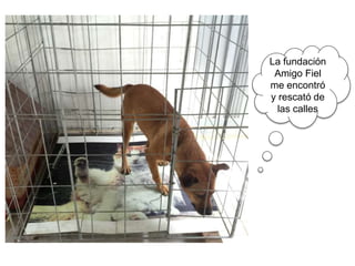 La fundación
Amigo Fiel
me encontró
y rescató de
las calles
 