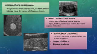 principios-fisicos-de-la-ecografia-pptx