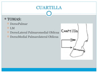 CUARTILLA
TOMAS:
 DorsoPalmar
 LM
 DorsoLateral Palmaromedial Oblicua
 DorsoMedial Palmarolateral Oblicua
 
