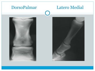 DorsoPalmar Latero Medial
 