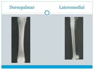 Dorsopalmar Lateromedial
 