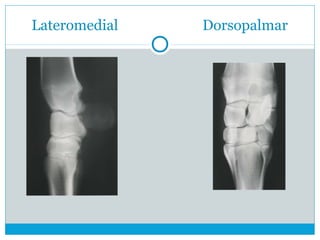 Lateromedial Dorsopalmar
 