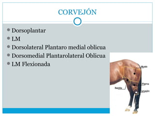 CORVEJÓN
Dorsoplantar
LM
Dorsolateral Plantaro medial oblicua
Dorsomedial Plantarolateral Oblicua
LM Flexionada
 