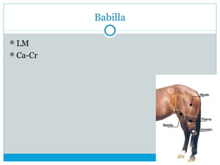 Babilla
LM
Ca-Cr
 