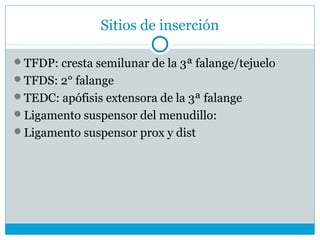 Sitios de inserción
TFDP: cresta semilunar de la 3ª falange/tejuelo
TFDS: 2° falange
TEDC: apófisis extensora de la 3ª falange
Ligamento suspensor del menudillo:
Ligamento suspensor prox y dist
 