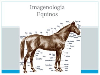 Imagenología
Equinos
 