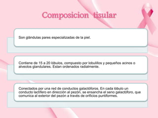 Composicion tisular
Son glándulas pares especializadas de la piel.

Contiene de 15 a 20 lóbulos, compuesto por lobulillos y pequeños acinos o
alveolos glandulares. Estan ordenados radialmente.

Conectados por una red de conductos galactóforos. En cada lóbulo un
conducto lactífero en dirección al pezón, se ensancha el seno galactóforo, que
comunica al exterior del pezón a través de orificios puntiformes.

 