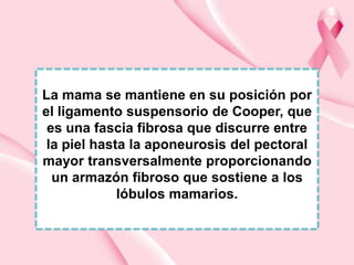 La mama se mantiene en su posición por
el ligamento suspensorio de Cooper, que
es una fascia fibrosa que discurre entre
la piel hasta la aponeurosis del pectoral
mayor transversalmente proporcionando
un armazón fibroso que sostiene a los
lóbulos mamarios.

 