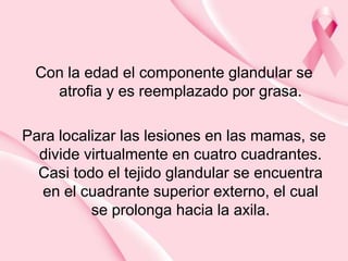 Con la edad el componente glandular se
atrofia y es reemplazado por grasa.
Para localizar las lesiones en las mamas, se
divide virtualmente en cuatro cuadrantes.
Casi todo el tejido glandular se encuentra
en el cuadrante superior externo, el cual
se prolonga hacia la axila.

 