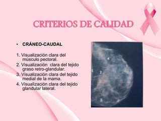 CRITERIOS DE CALIDAD
• CRÁNEO-CAUDAL
1. Visualización clara del
músculo pectoral.
2. Visualización clara del tejido
graso retro-glandular.
3. Visualización clara del tejido
medial de la mama.
4. Visualización clara del tejido
glandular lateral.

 