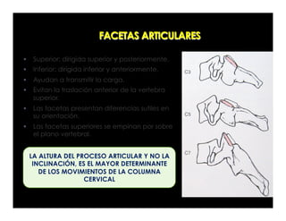 FACETAS ARTICULARES
§  Superior: dirigida superior y posteriormente.
§  Inferior: dirigida inferior y anteriormente.
§  Ayudan a transmitir la carga.
§  Evitan la traslación anterior de la vertebra
superior.
§  Las facetas presentan diferencias sutiles en
su orientación.
§  Las facetas superiores se empinan por sobre
el plano vertebral.
LA ALTURA DEL PROCESO ARTICULAR Y NO LA
INCLINACIÓN, ES EL MAYOR DETERMINANTE
DE LOS MOVIMIENTOS DE LA COLUMNA
CERVICAL
 