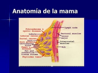 Anatomía de la mama
 