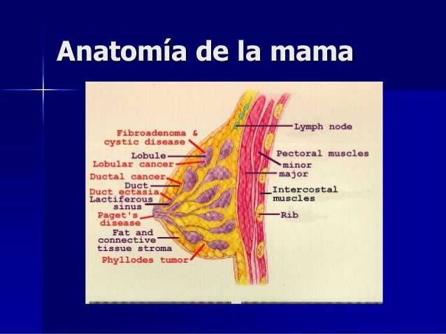 Imagenologia De La Mama