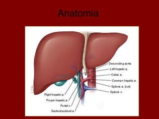 Anatomia
 