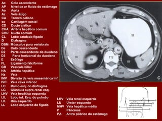 Ac    Colo ascendente
AP    Nível de ar fluido do estômago
Ao    Aorta
Az    Veia ázigo
CA    Tronco celíaco
cc    Cartilagem costa!
CD    Ducto cístico
CHA   Artéria hepática comum
CHD   Ducto comum
CL    Lobo caudado fígado
D     Diafragma
DBM   Músculos para vertebrais
De    Colo descendente
D2    Parte descendente do duodeno
D3     Parte horizontal do duodeno
E     Esôfago
FL    Ligamento falciforme
GB    Vesícula biliar
HA    Artéria hepática
Hz    Veia
IMV   Divisão da veia mesentérica inf.                                C
IVC   Veia cava inferior
LC    Ramo esq. do diafragma
LG    Glândula supra-renal esq.
LHV   Veia hepática esquerda
LIL   Lobo inf. Esq. do pulmão       LRV Veia renal esquerda
LK    Rim esquerdo                   LU  Ureter esquerdo
LL    Lobo esquerdo do fígado        MHV Veia hepática média
                                     P   Pâncreas
                                     PA  Antro pilórico do estômago
 